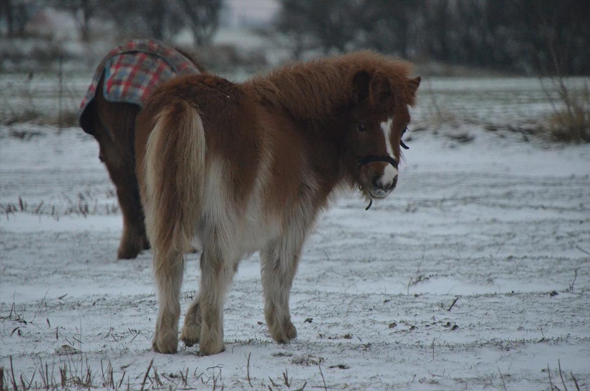 Shetlænder Bertram - charmetrolden <3 .. billede 11