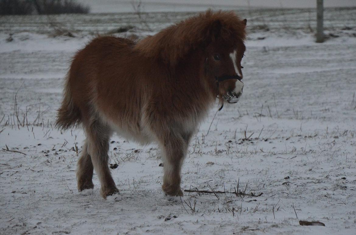 Shetlænder Bertram billede 12