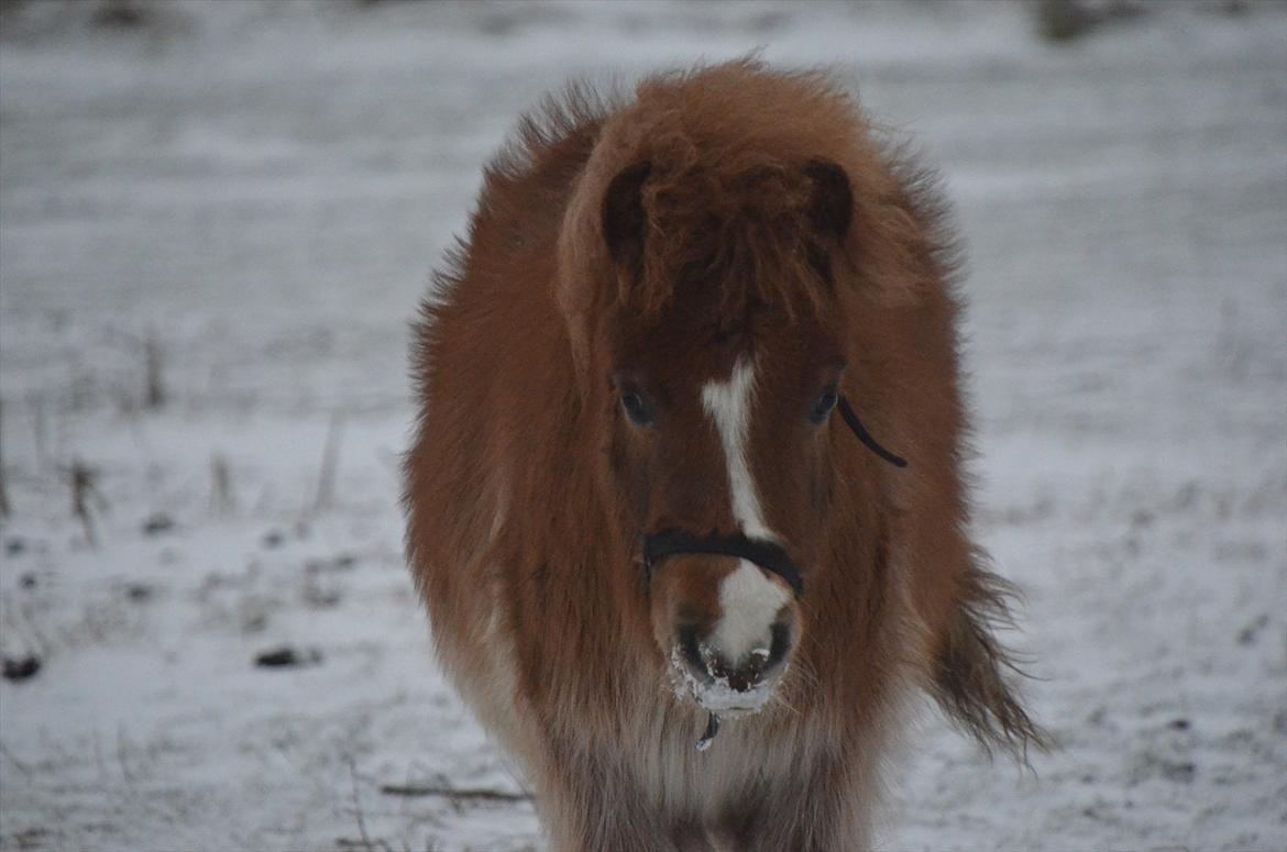 Shetlænder Bertram - åååååååååååååååååååååååååååååårh <3 .. billede 13