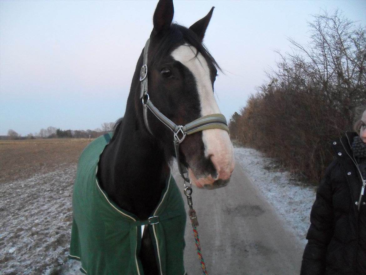 Anden særlig race Chelsey <3 - Da jeg lige havde fået hende billede 18