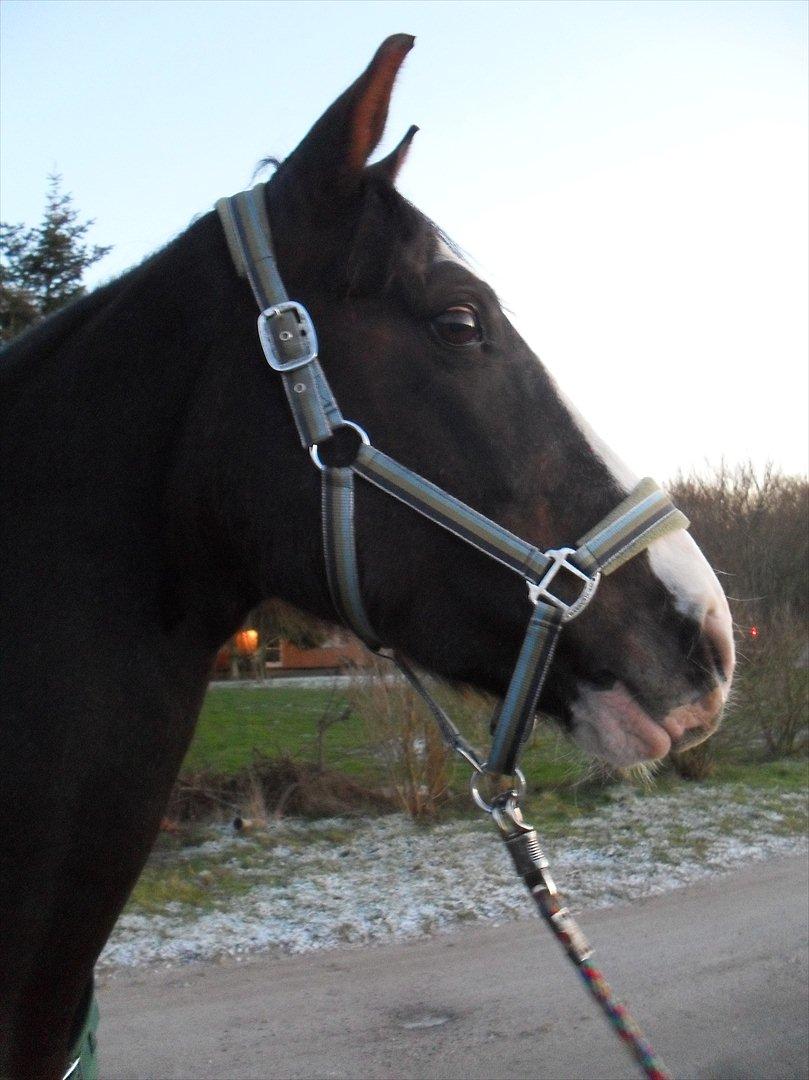 Anden særlig race Chelsey <3 - Min smukke hoppe i sneen <3 billede 20