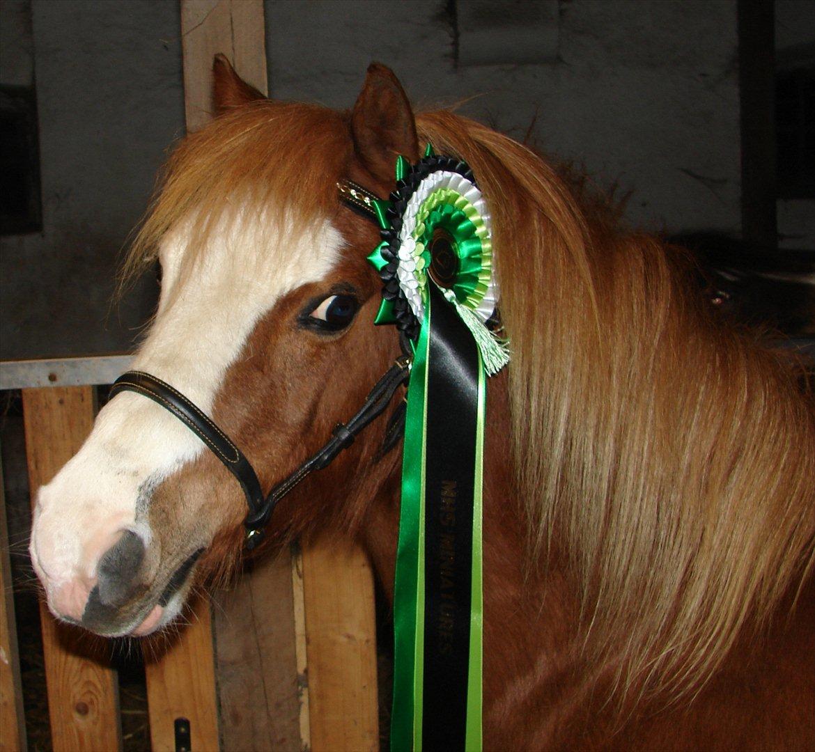 Welsh Mountain (sec A) Mosegaard's Surprice - Smukke Surprice d 27/1-2011 :-) billede 2