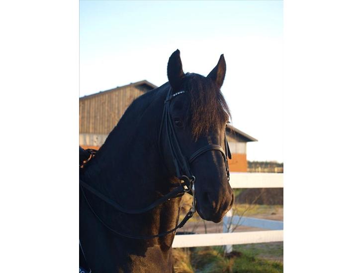 {{currentPhoto.altText}} billede {{currentPhoto.number}}