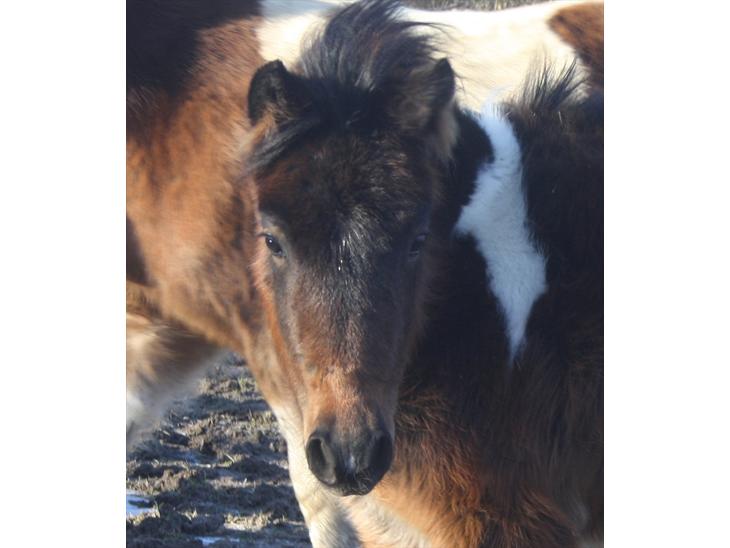 {{currentPhoto.altText}} billede {{currentPhoto.number}}