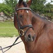 Hollandsk Sportspony Sanne van de Nieuwe Heuvel