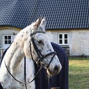 Anden særlig race Sensia