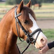 Welsh Pony af Cob-type (sec C) Thers Hey Harlekin<3