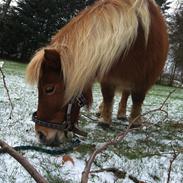 Shetlænder Nanja af rolighed