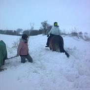Konik Polski pepsi [himmelheste]