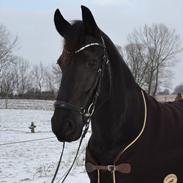 Frieser • MENTHA DE V. • HIMMELHEST <3