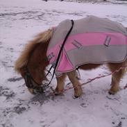 Shetlænder Jeg Elsker Dig Alberte <3<3 Smukke Dig