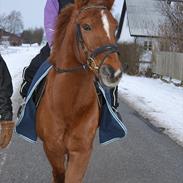 Anden særlig race Quasimodo