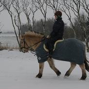 Fjordhest Laban Alias 'Golden Flash'