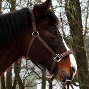 Tysk Oldenburger Otelia Marie Tolouse