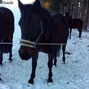 Anden særlig race Wanda