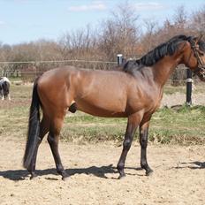 Hollandsk Sportspony Bjirmens' Tsjalke(solgt)