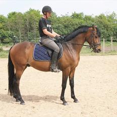 Hollandsk Sportspony Bjirmens' Tsjalke(solgt)