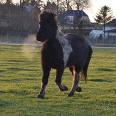 Islænder Kjarni kærsholm