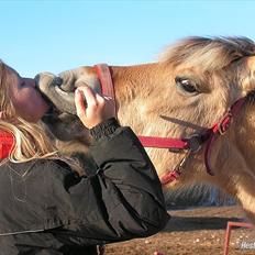 Fjordhest Frøja (PRINSESSEN<3)