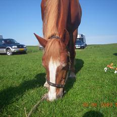 Frederiksborg Top Daisy (Fars Hest)