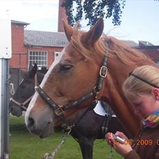 Frederiksborg Top Daisy (Fars Hest)