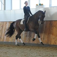 Dansk Varmblod Cabana R.I.P. <3