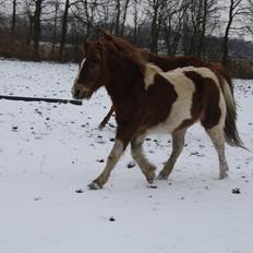 Anden særlig race Prins Bob aka Bobber