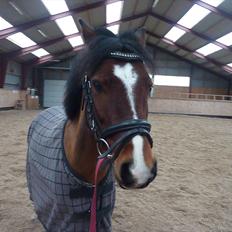 Welsh Pony (sec B) Korreborgs Pinot