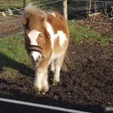 Anden særlig race fætter guf