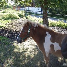 Anden særlig race fætter guf