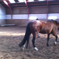 Knabstrupper Bianca Himmelhest..