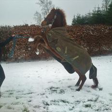 Belgisk Sportspony Winny [Solgt]