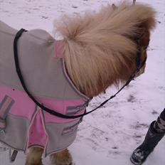 Shetlænder Jeg Elsker Dig Alberte <3<3 Smukke Dig