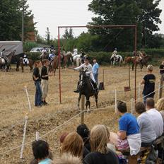 Anden særlig race Duchess