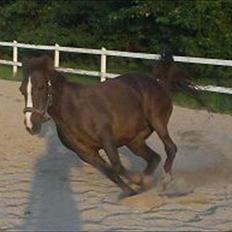 Anden særlig race Duchess