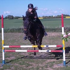 Anden særlig race Speedy - afleveret  tilbage - 