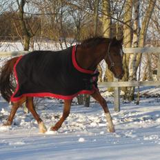 Dansk Varmblod voldbys Cassiopeia