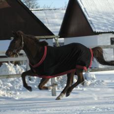 Dansk Varmblod voldbys Cassiopeia