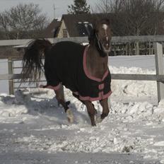 Dansk Varmblod voldbys Cassiopeia