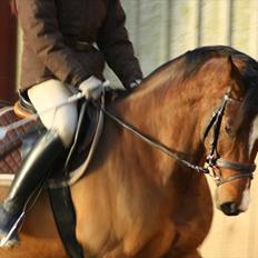 Dansk Varmblod Pari-Fax