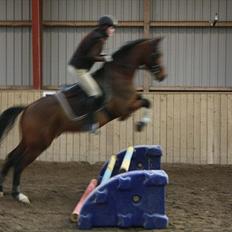 Dansk Varmblod Pari-Fax