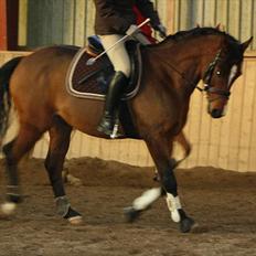 Dansk Varmblod Pari-Fax