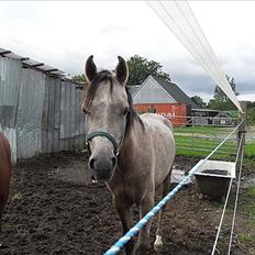 Arabisk fuldblod (OX) Talib Al-Bait 2009 - 2014 Solgt