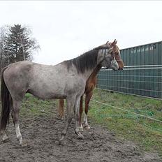 Arabisk fuldblod (OX) Talib Al-Bait 2009 - 2014 Solgt