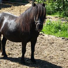 Shetlænder Merkisayre Brite