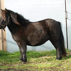 Shetlænder Merkisayre Brite