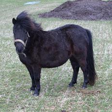 Shetlænder Merkisayre Brite