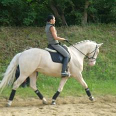 Palomino Sangravgård's Poseidon