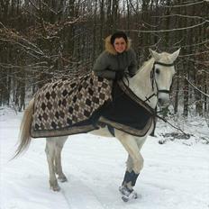 Dansk Varmblod La Troya ( solgt )