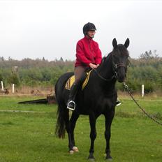 Anden særlig race Axelborgs Pyrus (Himmelhest)
